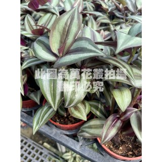萬花叢 觀葉植物【鴨跖草/鴨拓草】3吋盆栽，室內盆栽植物，新手推薦，淨化空氣，美化環境, 鴨跖草, 1個