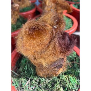 萬花叢 觀葉植物 金狗毛蕨 4.5吋盆栽 (高約5-10cm) 室內盆栽 蕨類植物, F, 1個