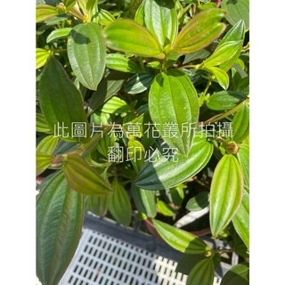 萬花叢 紫牡丹盆栽 觀葉植物 綠植盆栽, 紫色, 1個