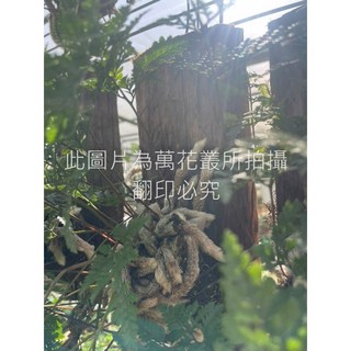 萬花叢 觀葉植物【兔腳蕨】 上板 高約10-15cm, 綠色, 1個