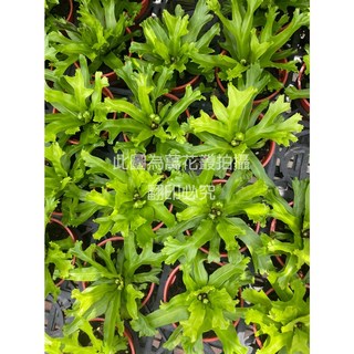 萬花叢 觀葉植物【鹿角山蘇】3吋盆栽 - 室內綠植盆栽，淨化空氣，美化空間, 綠, 1個