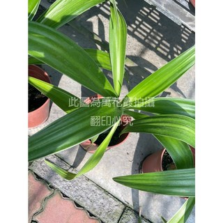 萬花叢 觀葉植物【文殊蘭(白緣)】5/6吋盆栽，清新白邊，淨化空氣，容易照顧，點綴居家空間