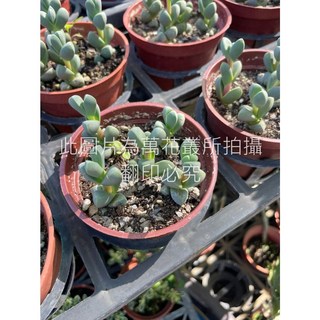 萬花叢 多肉植物 鹿角海棠 3吋盆栽 療癒系盆栽 淨化空氣, 紅棕色, 1個