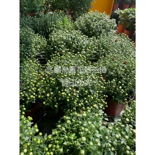 萬花叢 花卉植物 菊花盆栽(不可挑色隨機出貨) 5吋盆 高約10-35cm 居家盆栽, 棕色, 1個