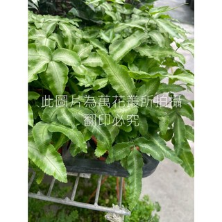 萬花叢 觀葉植物【白玉鳳尾蕨】3吋盆栽，清新空氣、容易照顧，為居家空間增添綠意, 白玉鳳尾蕨, 1個