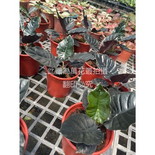 萬花叢 觀葉植物 黑森林觀音蓮 5吋盆栽 (高約10-20cm) 室內盆栽, 紅