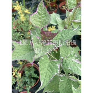 萬花叢 觀葉植物【斑葉地瓜葉】3吋盆栽 (高約3-8cm) 室內盆栽 觀賞植物, 斑葉地瓜葉, 1個