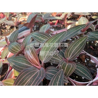 萬花叢 觀葉植物【美國金線蓮】3吋盆栽 - 室內盆栽 金線蓮, 美國金線蓮, 1個