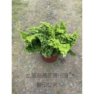 萬花叢 觀葉植物【蕾絲蕨】5吋盆栽，室內盆栽植物，清新空氣，新手推薦, 蕾絲蕨(綠), 1個