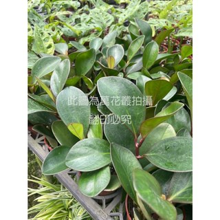 萬花叢 紅娘椒草 3吋盆栽 觀葉植物 療癒盆栽 淨化空氣, 1個