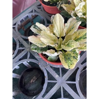 萬花叢 觀葉植物 斑葉車前草 3吋盆栽 (天氣影響斑紋) 室內盆栽 觀賞植物, 1個