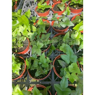 萬花叢 觀葉植物 掌蕨 3吋盆栽 室內盆栽 綠色植物 療癒盆栽, 紅棕色, 1個