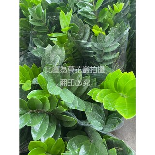 萬花叢 喬木植物 金錢樹 7吋盆 (高約40-60cm) 室內盆栽 綠植 招財, 1個