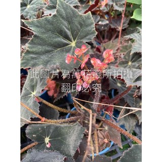 萬花叢 觀葉植物 黑武士海棠/黑武士秋海棠 5吋盆栽，室內盆栽植物，高約10-25cm, 黑武士海棠, 1個