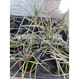 萬花叢 水生植物【龍鬚草/斑葉書代草】1.5吋盆栽 - 療癒系室內盆栽，輕鬆點綴您的生活空間, 1個