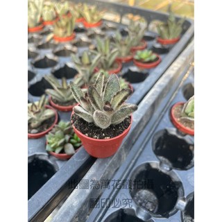 萬花叢 多肉植物【狐狸兔】1吋盆栽 (療癒系盆栽、辦公室小物、多肉盆栽), 狐狸兔, 1個