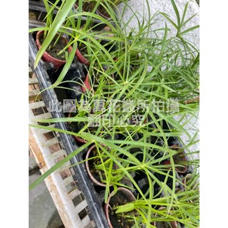 萬花叢 水生植物雨傘草 1.5吋盆栽 綠色盆栽 淨化空氣 室內盆栽, 綠色, 1個