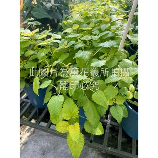 萬花叢 香草植物【黃金香蜂草】 - 檸檬香氣 居家綠植盆栽, 黃色, 1個