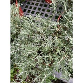 萬花叢 香草植物 義大利蠟菊/永久花 高約15-30cm 居家綠植 淨化空氣, 1個