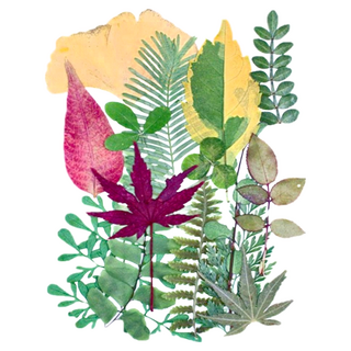 A-ONE 匯旺 天然植物壓花 14.5 x 10.5 CM Set 3個, 綠葉成蔭