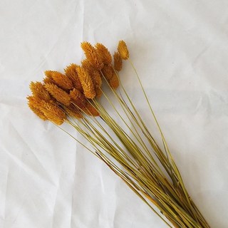 寶石草乾燥花 Set 50支, 橙色, 天然乾燥花