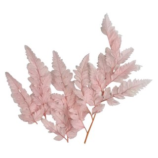 高山羊齒蕨 10支 35公分-30公分 永生富貴葉, 淺粉色