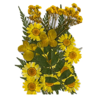 A-ONE 乾燥花 BB08 Set, 尺寸14.5 x 10.5 CM, 黃花似錦