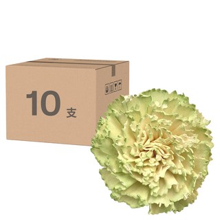 康乃馨 花, 果綠, 10支