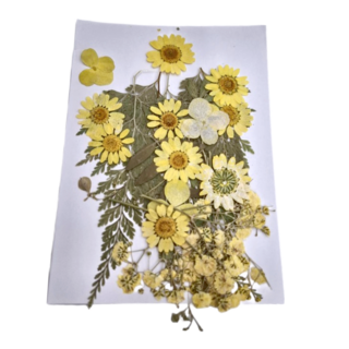 A-ONE 匯旺 真花壓花 中花包 - 黃花似錦 BB08, 2個