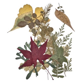 A-ONE 匯旺 真花壓花 小花包 AA14 Set 2個, 綠葉成蔭