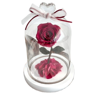 永生玫瑰花夜燈 植物花材 玻璃罩 松木夜燈底座, 白底野玫瑰