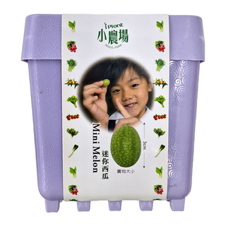 iPlant 積木農場盆栽 迷你西瓜, 12 x 12 x 13.5cm