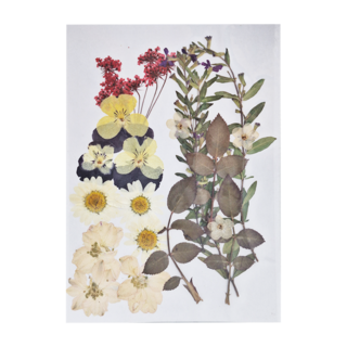 A-ONE 匯旺 真花壓花 中花包 Set - 黃花似錦 BB08, 1個, 琪花瑤草 BB03