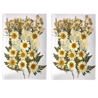 A-ONE 真花壓花 中花包 Set 14.5 x 10.5 CM, 白菊盛開