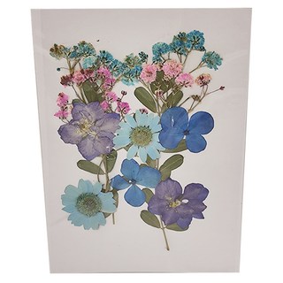 A-ONE 匯旺 真花壓花 小花包-萬紫千紅 AA06, 3入, 1個