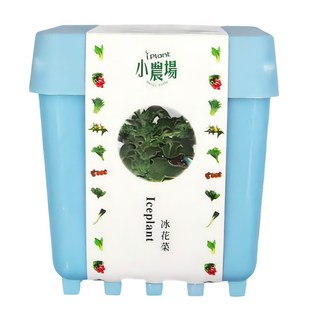 iPlant 小農場 積木農場盆栽 冰花菜, 12 x 12 x 13.5cm