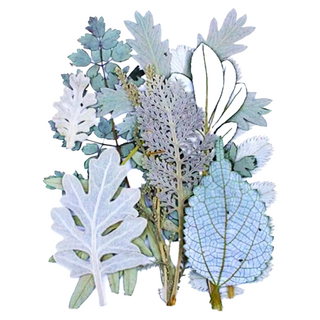 A-ONE 真花壓花 2個 手工藝品材料, 雪白森林