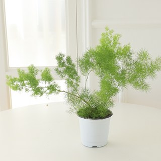 모리앤 아스파라거스 미디오클라두스 포트식물, 랜덤발송(화분 포트), 1개