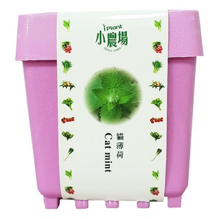 iPlant 積木農場 貓薄荷 DIY迷你盆栽 居家種植 親子園藝, 12.5 x 12.5 x 14cm