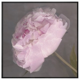 B.lot 玫瑰花圖案裝飾掛畫+畫框 黑色