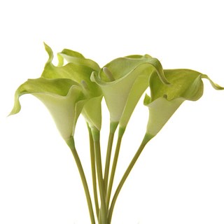 仿真馬蹄蓮花枝, 綠色