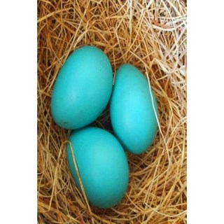 日記三顆藍知更鳥蛋燕窩：（筆記本日記空白書）平裝本, Createspace獨立發布平台