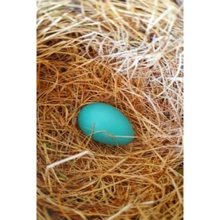 日記單知更鳥蛋燕窩：（筆記本日記空白書）平裝本, Createspace獨立發布平台