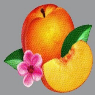 鳳凰城－破產了！