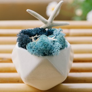 Living&You 森林海洋珊瑚雙色斯堪地亞空氣草盆栽 薰衣草藍 經典藍, 1個