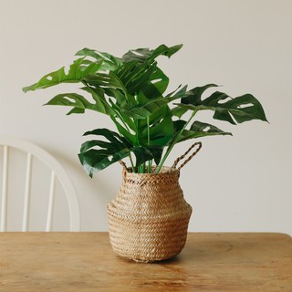 ASPASIA 亞克里龜背芋人造樹 + 海草籃 小, 混合色, 1套