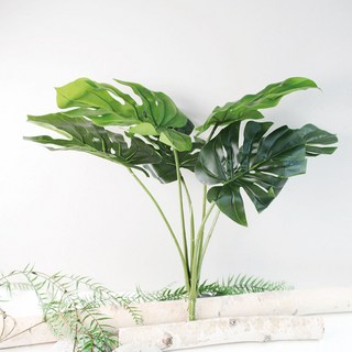 Garden in the City 龜背芋葉子 園藝用品, 混合顏色, 1個