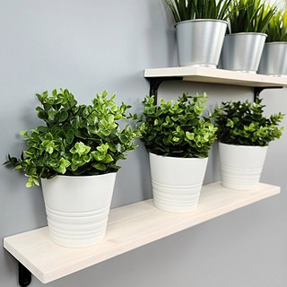 Baskin Plant 31 原木壁架 + 牆壁支架 2p, 白色