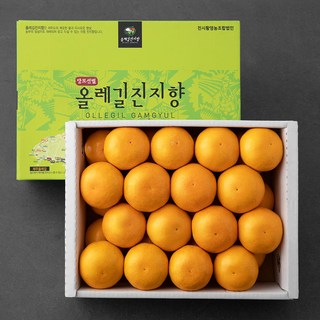 올레길감귤 당도선별 진지향, 3kg, 1개