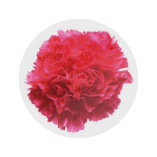 Picnic&Package 五月家庭月康乃馨透明圓形貼紙 120入, 1個, 康乃馨